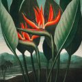bird-of-paradise-flowers-vintage-illustration-2026-03-18-11-45-33-utc.jpeg